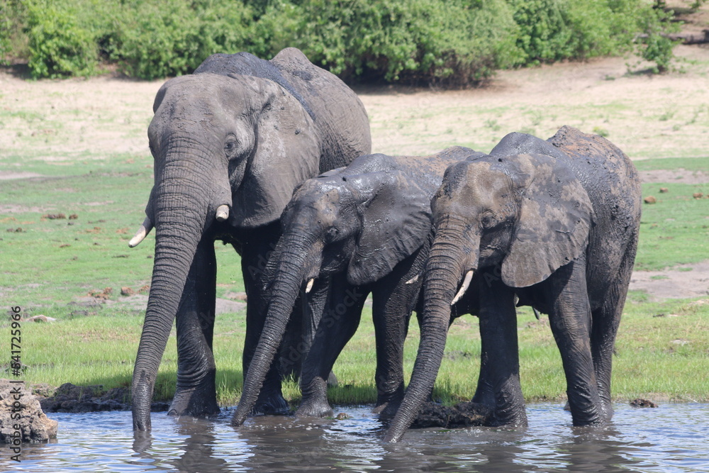 Fototapeta premium Elephant