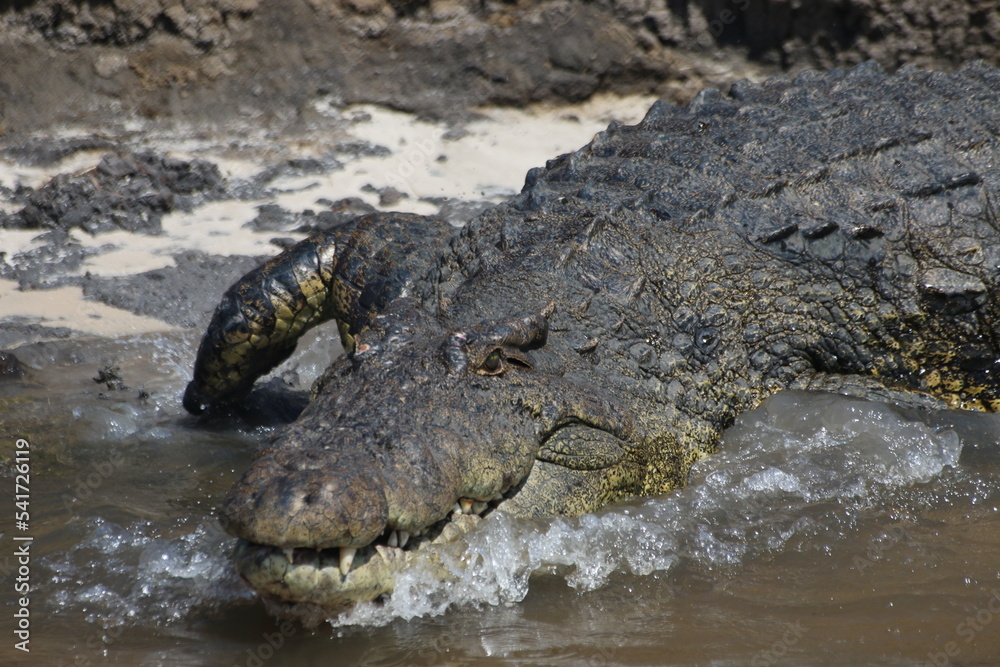 Crocodile Crocodile