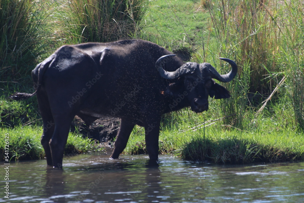 Obraz premium Buffle Kasane Zimbabwe