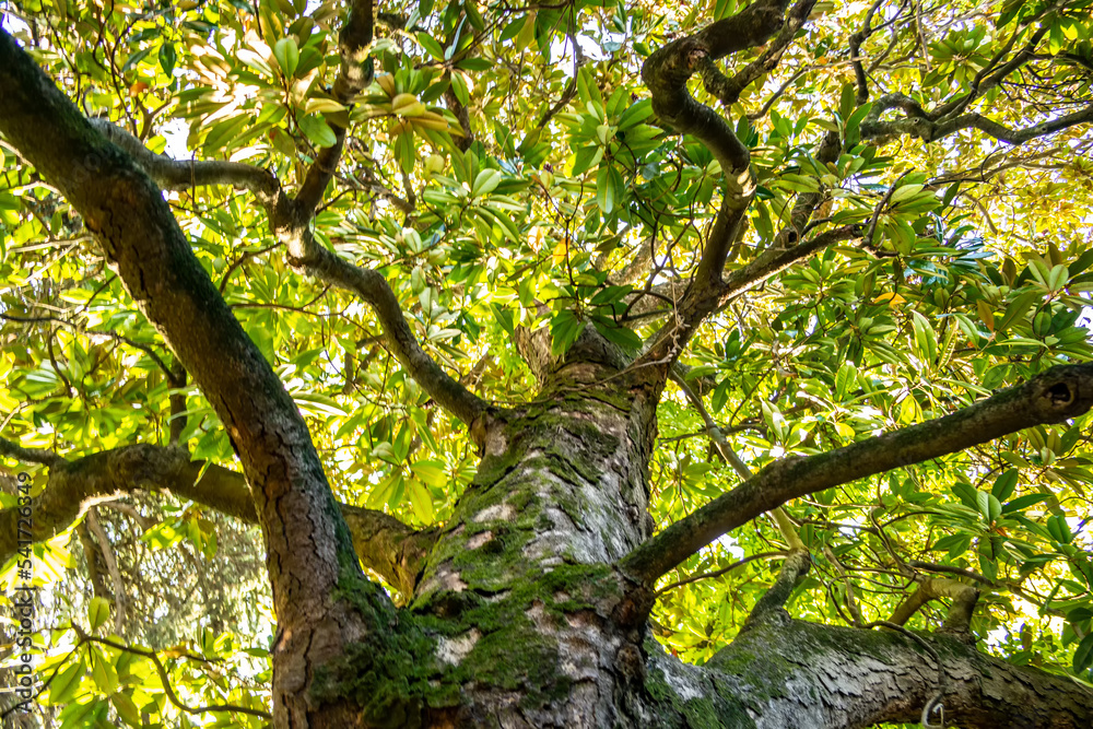 Fototapeta premium Magnolia tree seen from below