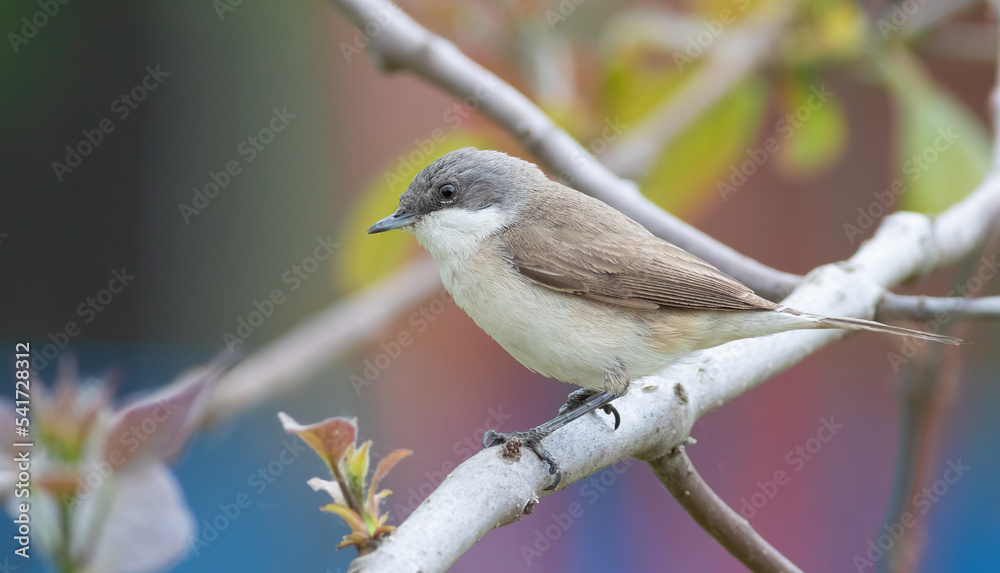 Lesser whitethroat, Sylvia curruca. A bird sits on a branch Lesser whitethroat, Sylvia curruca. A bird sits on a branch