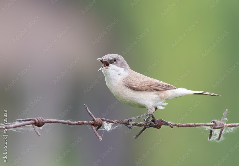Lesser whitethroat, Sylvia curruca. A bird sits on a barbed wire and sings Lesser whitethroat, Sylvia curruca. A bird sits on a barbed wire and sings
