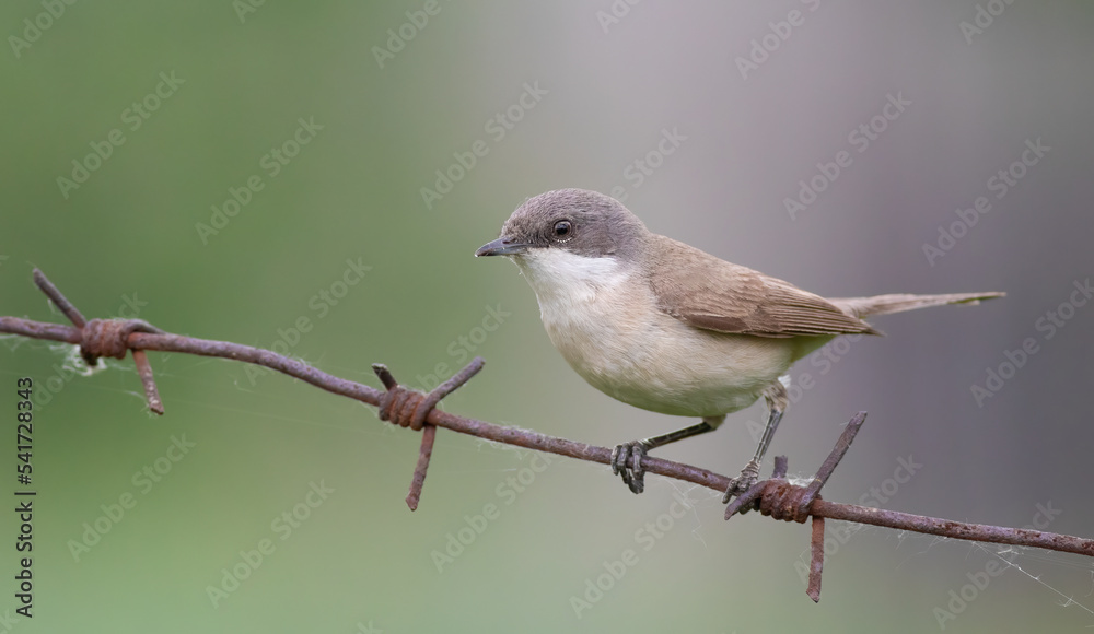 Lesser whitethroat, Sylvia curruca. A bird sits on a barbed wire on a blurry background Lesser whitethroat, Sylvia curruca. A bird sits on a barbed wire on a blurry background