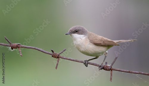 Lesser whitethroat, Sylvia curruca. A bird sits on a barbed wire on a blurry background
