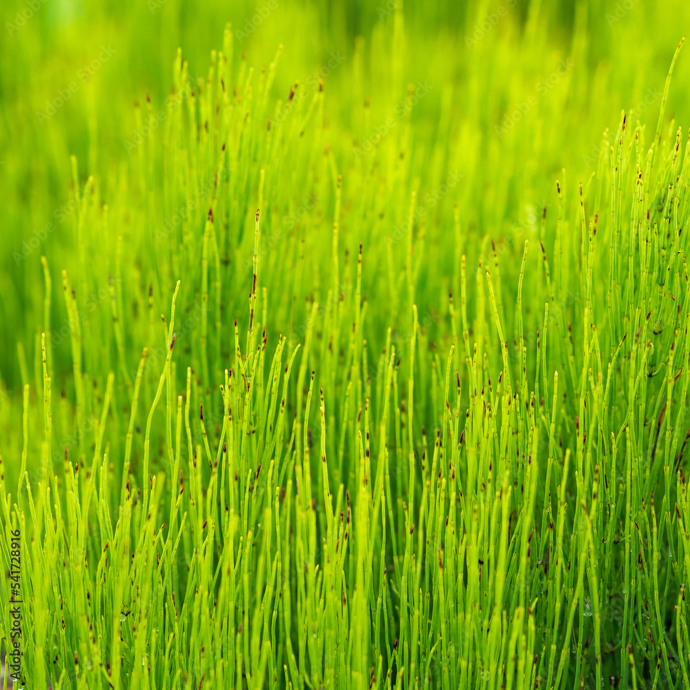 natural background - green grassy vegetation close up natural background - green grassy vegetation close up