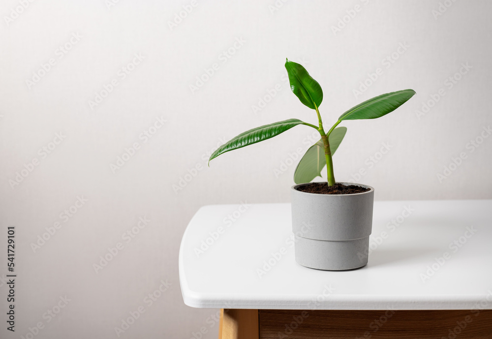 Potted young ficus elastic tree on white table. botanical background. Home decor and gardening concept. copy space