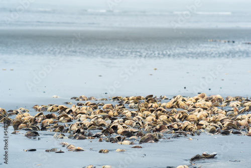 pile of empty shells of surf clams on the seashore left from fishing © Evgeny
