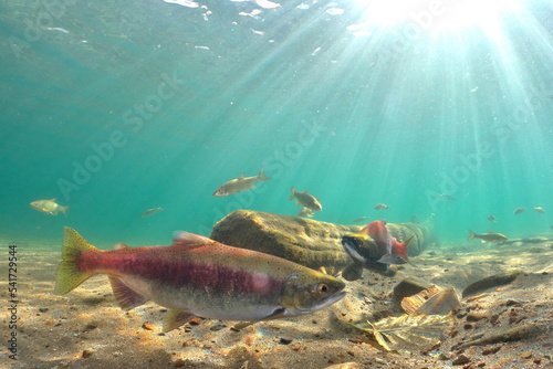 Lake Kussharo  Hokkaido Underwater photography of kokanee salmon in autumn
