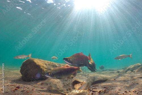 Lake Kussharo, Hokkaido Underwater photography of kokanee salmon in autumn