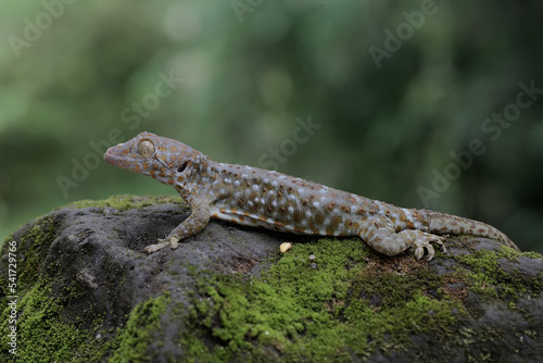 A tokay gecko is basking on moss-covered ground. This reptile has the scientific name Gekko gecko.