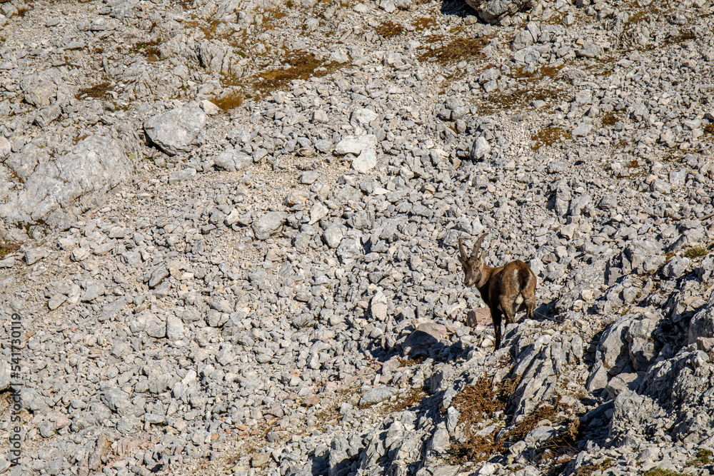 Alpine ibex picture taken in Julian alps, Slovenia Alpine ibex picture taken in Julian alps, Slovenia
