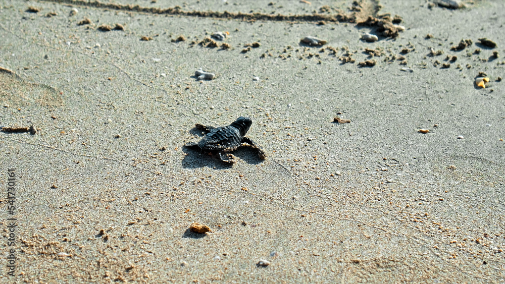 Obraz premium The turtles in nature just born, run in the sand by the seashoreturtles in nature just born, run in the sand by the seashore
