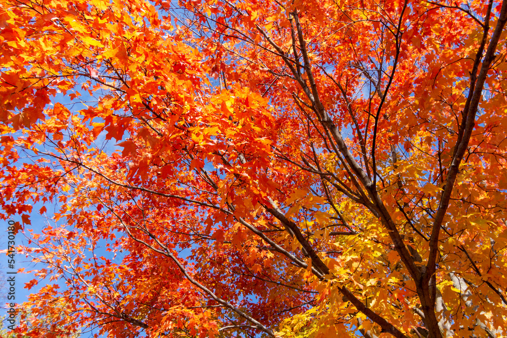 Looking up into maple trees in full fall foliage. Bright sunny October day. Looking up into maple trees in full fall foliage. Bright sunny October day.