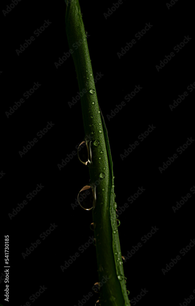 Dark green leaf with water drops close up. Floral background for the screensaver.