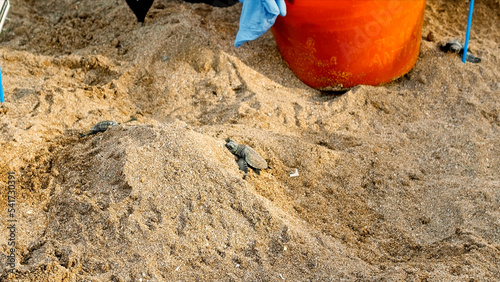 The turtles in nature just born, run in the sand by the seashore
