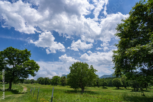 初夏の笹ヶ峰と初夏のにぎやかな夏雲