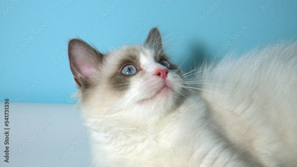 Cute white fluffy cat. Ragdoll kitty.