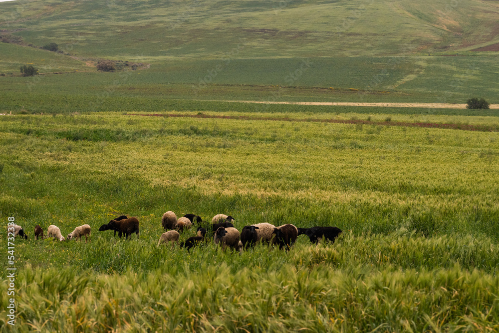 Fototapeta premium View of the countryside, Bizerte region - northern tunisia