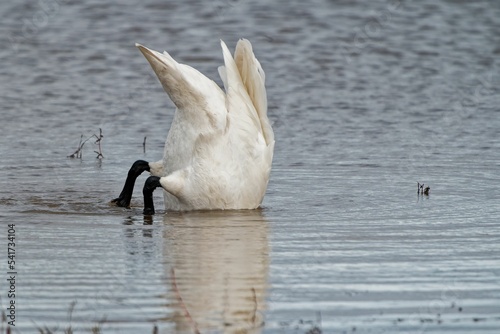 Trumpeter swan (Cygnus buccinator) diving in a lake photo