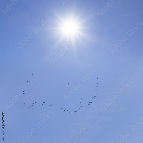 bird crowd flying over a sky at sunny day