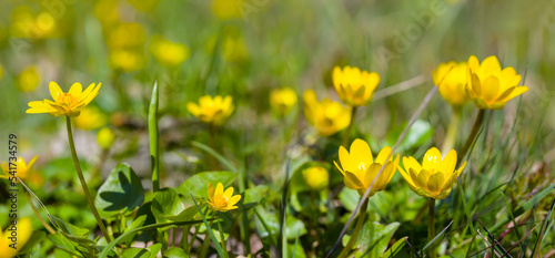 closeup heap of yellow wild flowers on forest glade, beautiful natural flower background