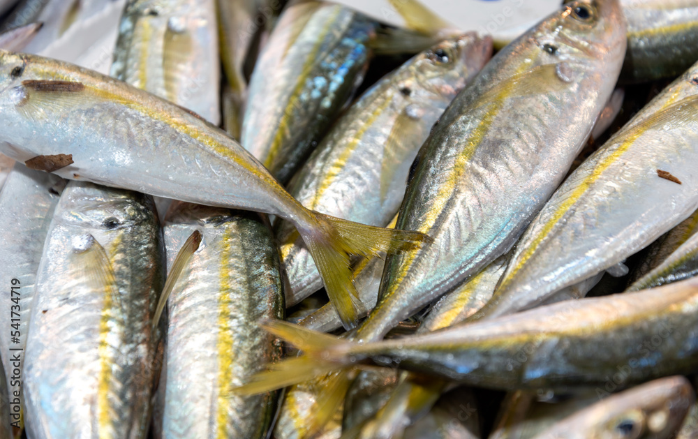 Fototapeta premium fresh fish at the fish market