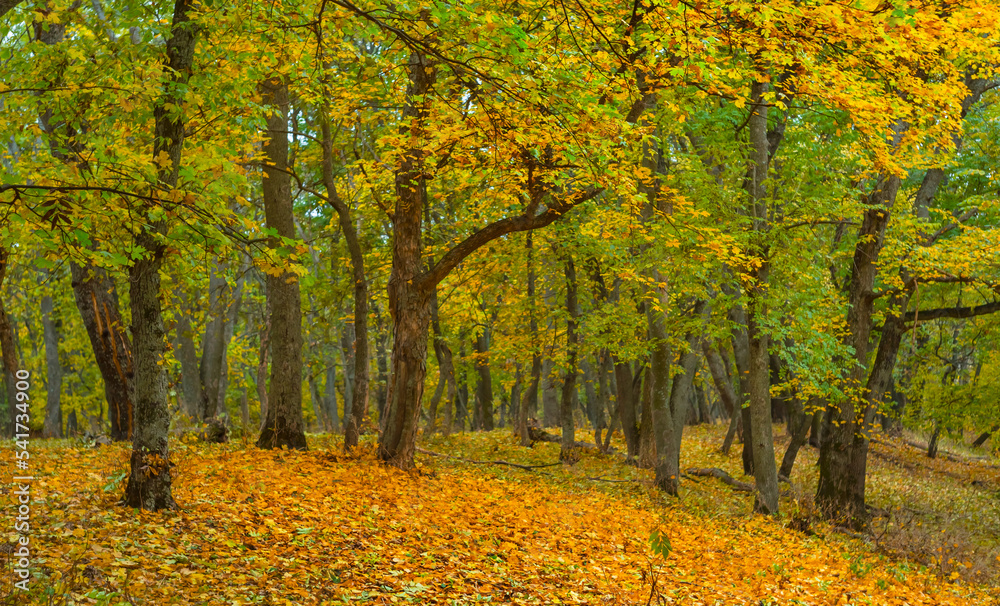 autumn forest glade with red dry leaves, natural seasonal outdoor background