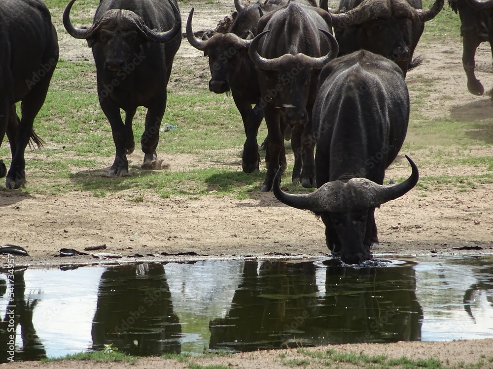 Obraz premium Buffle