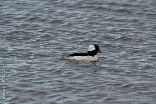 Bufflehead bucephala albeola duck swimming in water photo