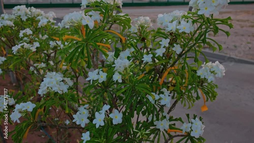 Close up view of tropical tree with white flowers Plumeria sunset in park in Aruba island. photo