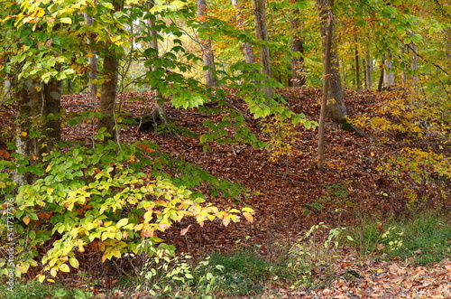 Autumn Forest Scene, Brightly Colored Leaves on Branches, and Brown Leaf Cover on Ground