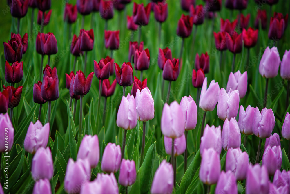 field of pink and red tulips