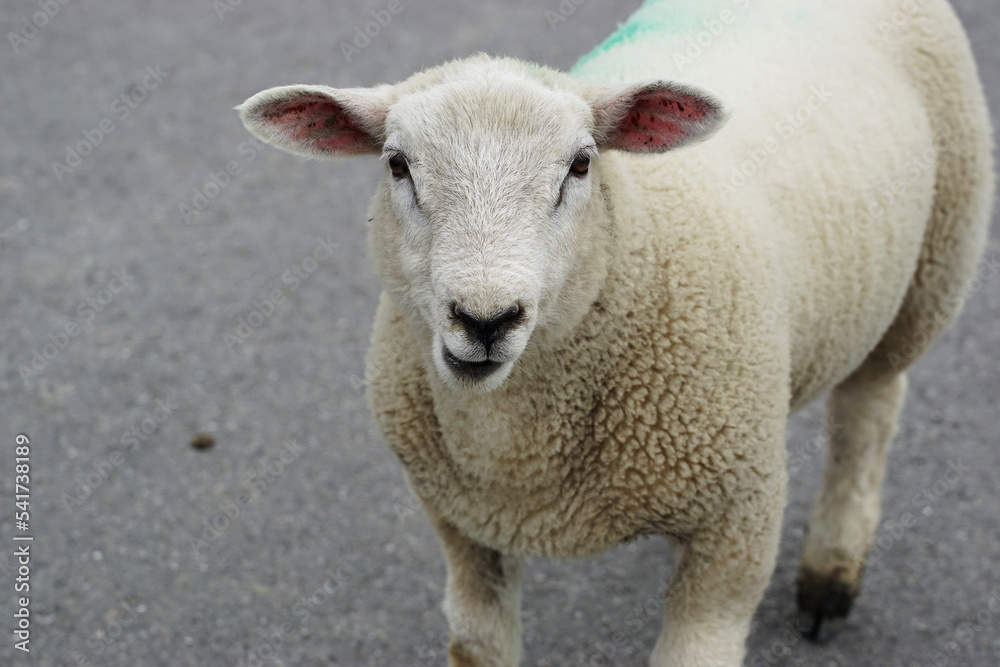 junges Schaf mit kurz geschorener heller Wolle, Porträt, Kopf, young sheep