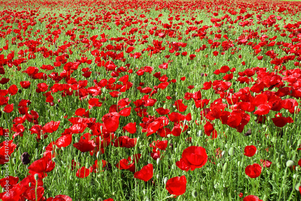 field of red poppies