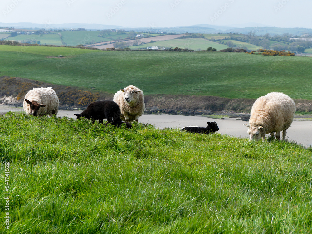 Obraz premium Sheep graze in a green meadow. A few sheep in a farmer's pasture. Free grazing of livestock. Agricultural landscape. White sheep on green grass