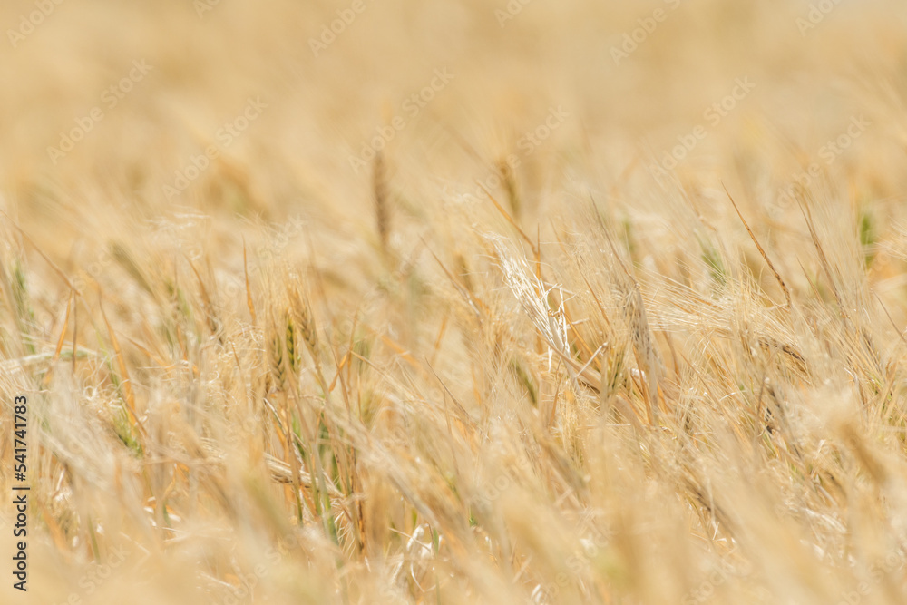 Fototapeta premium Wheat fields of Cap Bon, north east Tunisia