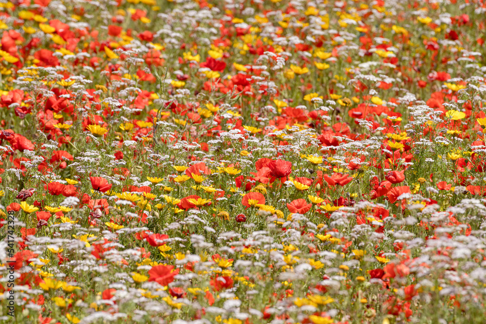 Flower fields of Cap Bon, north east Tunisia