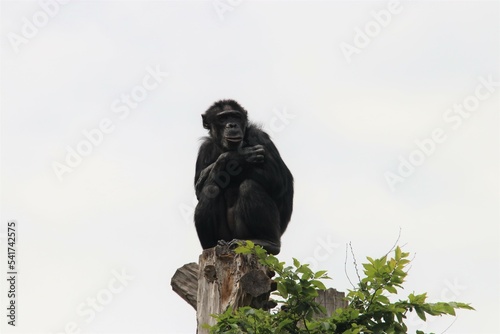 Affe im Zoo