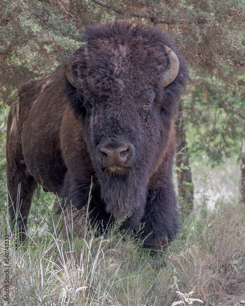 Bisonte en sierra de Arteaga, de los pocos bisontes que viven libres en Mexico 