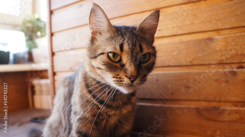 Cat portrait with wooden planks background 