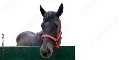 Horse head, isolate on white background with copy space
