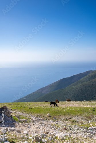 Horse in the pasture at the top of mountain with a sea in the background