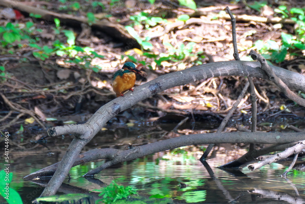 Obraz premium 翡翠の来る池
