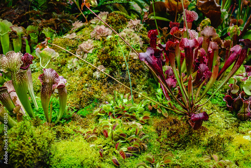 Tropical forest with carnivorous plants photo