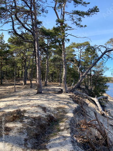 Collapsed sandy seashore overgrown with pine forest.