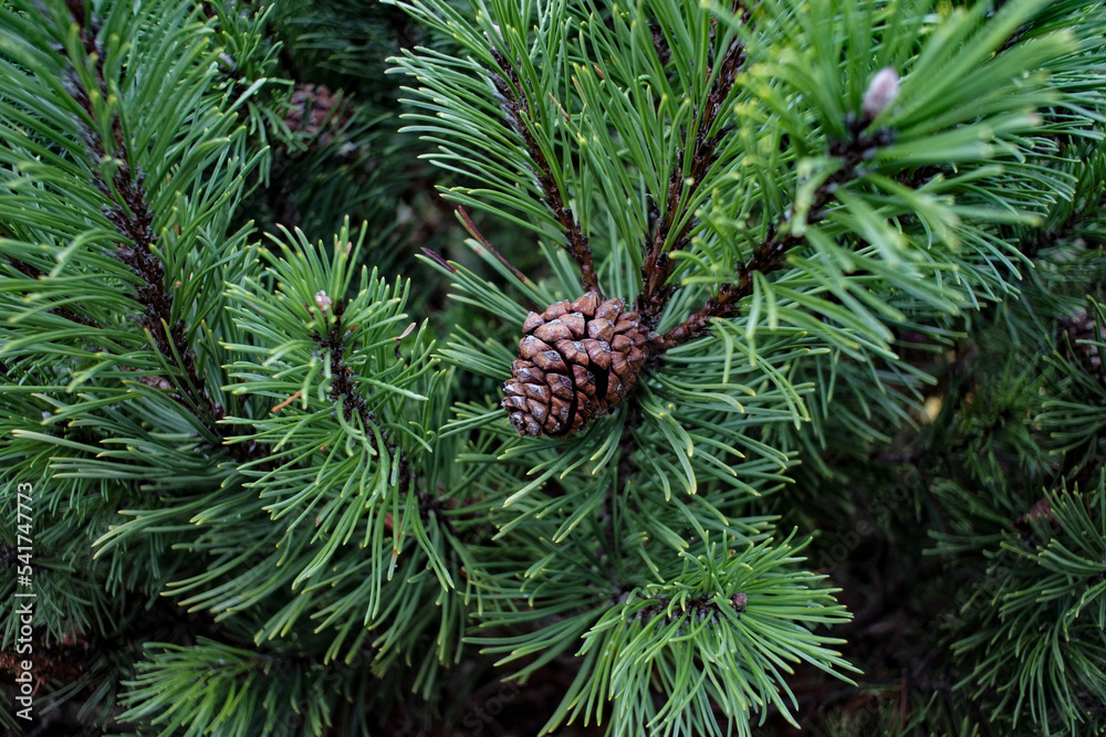 closeup pine cone on green background closeup pine cone on green background