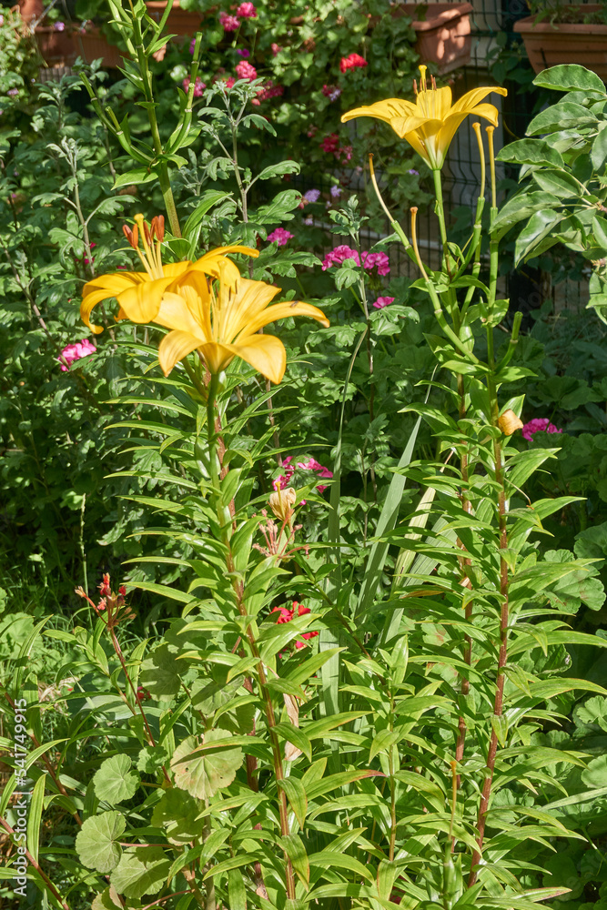 Fototapeta premium Beautiful lily flower in the garden