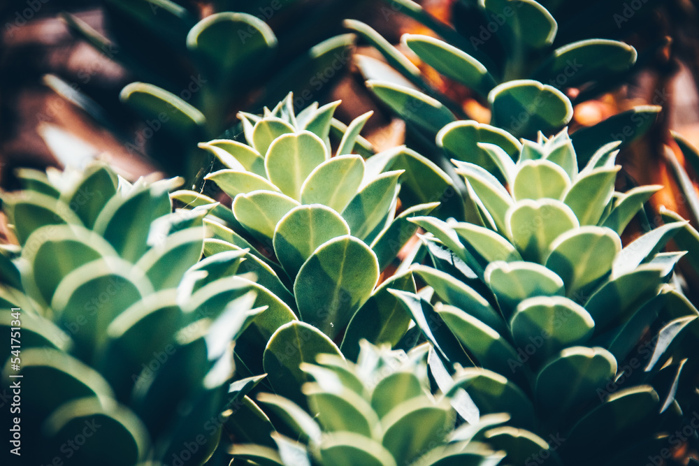 Fototapeta premium Plantes grasse vertes en gros plan