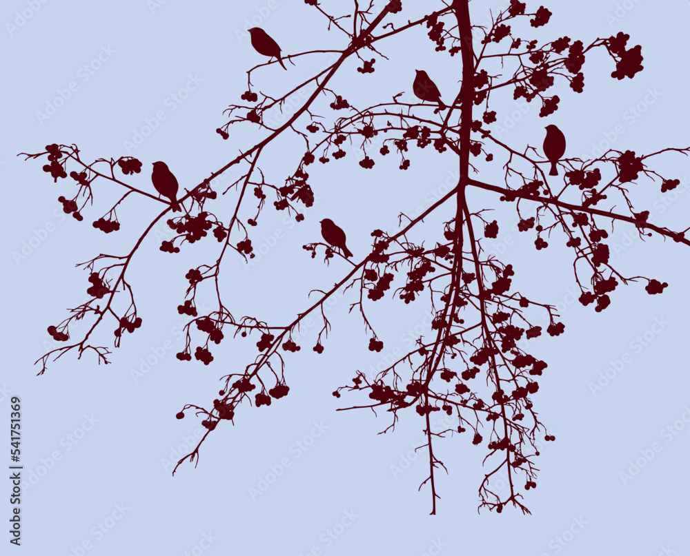 Silhouettes of sparrows on branches rowan tree with ripe berries Silhouettes of sparrows on branches rowan tree with ripe berries