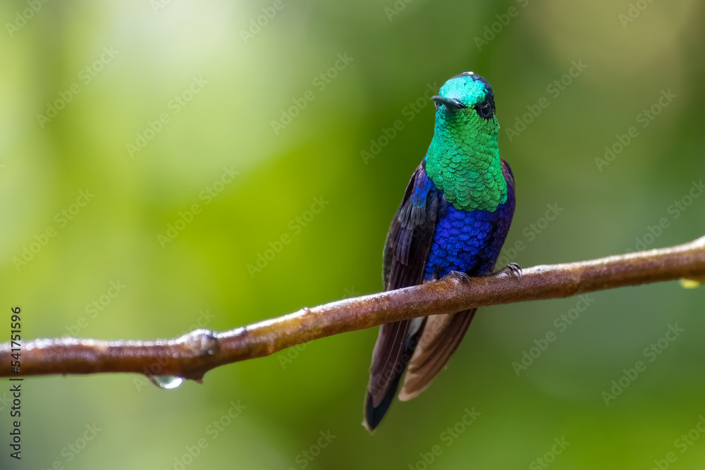 Crowned woodnymph (Thalurania colombica). Colorful, iridescent hummingbird perched on a small, wet branch.